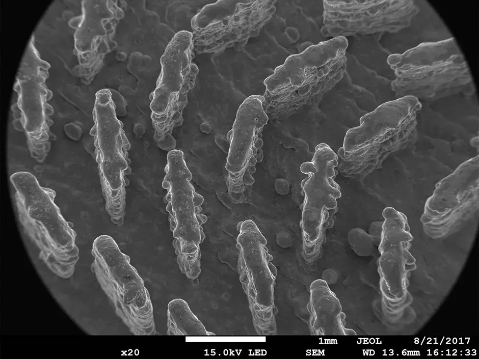 반도체 RF 20x SEM 이미지